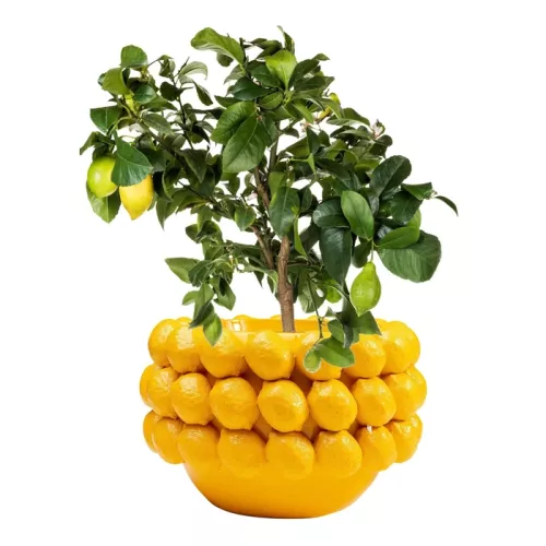 Kruka Lemon Juice Gul 22cm