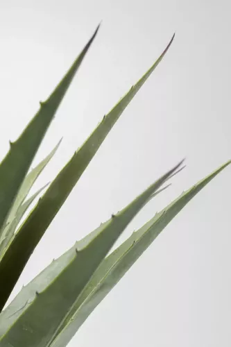 Konstväxt Mexiko - Agave 85cm