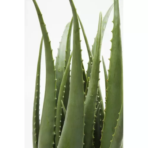Konstväxt Aloe grön, 69 cm