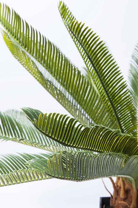 Cykas palm, konstgjord växt