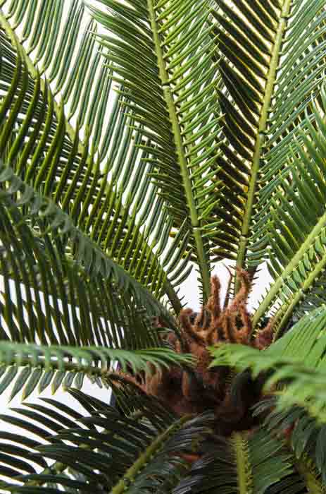 Närbild på en konstgjord palm
