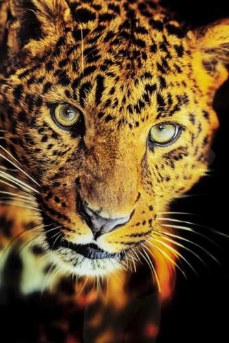 Glastavla Leopard, 120x80 cm