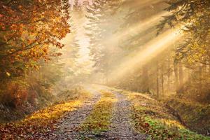 MEGA Fototapet 3,15 x 2,32 m