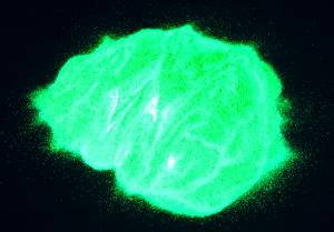 Efterlysande pigment