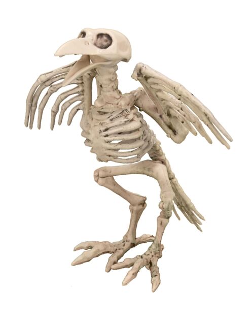 Skelett Fågel Dekoration