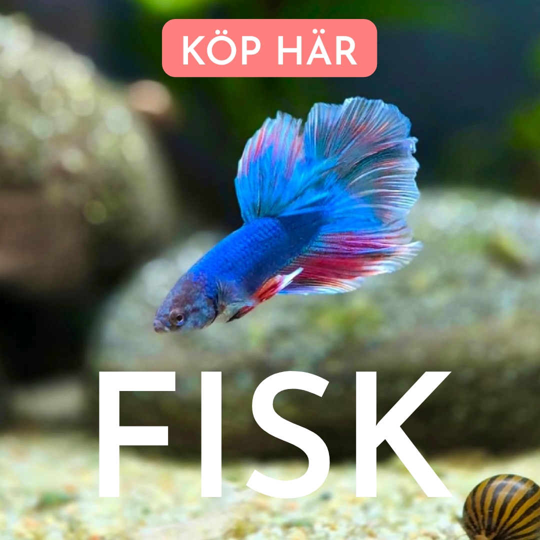Fisk