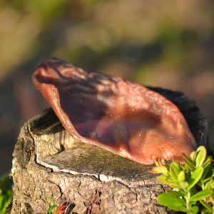 Ultimat Grisöron 10st Svenska