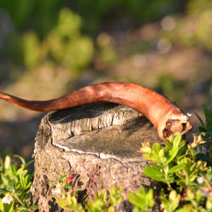 Ultimat Grisknorrar 10st Svenska