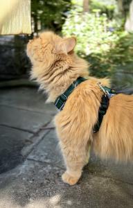 Dogman Air Mesh Cat Harness & Leash Set, Moss