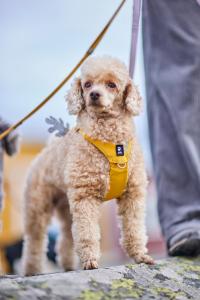 Hurtta Seeker Harness Honey
