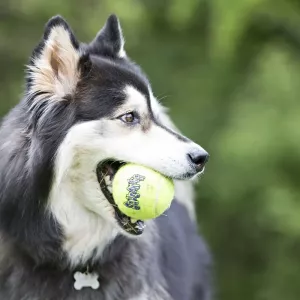 Kong Squeaker tennisball 2pack