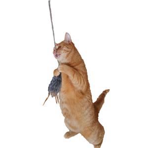 Ozami Kattstav Kiowa