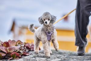 Hurtta Seeker Harness Forest