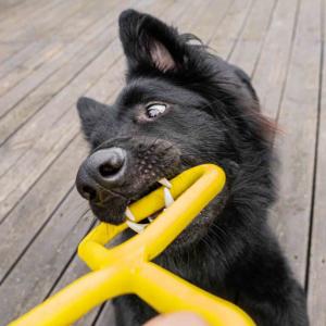 Fiboo Dragkampsleksak - Flera färger