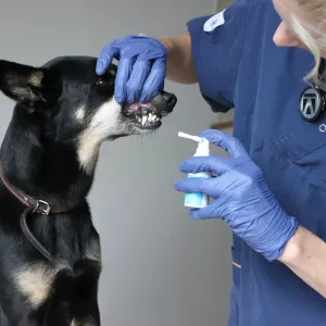 Kalzyme Dental Spray 30ml