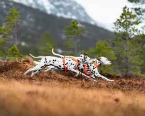 Non Stop Line harness 5.0 Orange