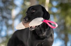 Joy of dog sport mighty tug toy leather pink *Förköp - få 10% rabatt
