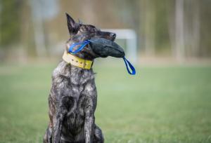 Joy of dog sport toughie tug toy XL leather blue *Förköp - få 10% rabatt
