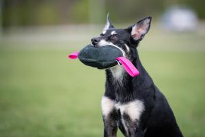 Joy of dog sport toughie tug toy leather orange *Förköp - få 10% rabatt