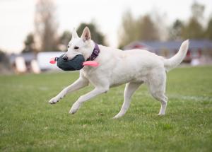 Joy of dog sport toughie tug toy XL leather pink *Förköp - få 10% rabatt