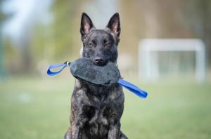 Joy of dog sport toughie tug toy XL leather blue *Förköp - få 10% rabatt