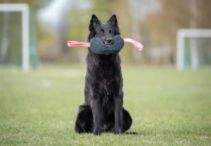 Joy of dog sport toughie tug toy XL leather orange *Förköp - få 10% rabatt