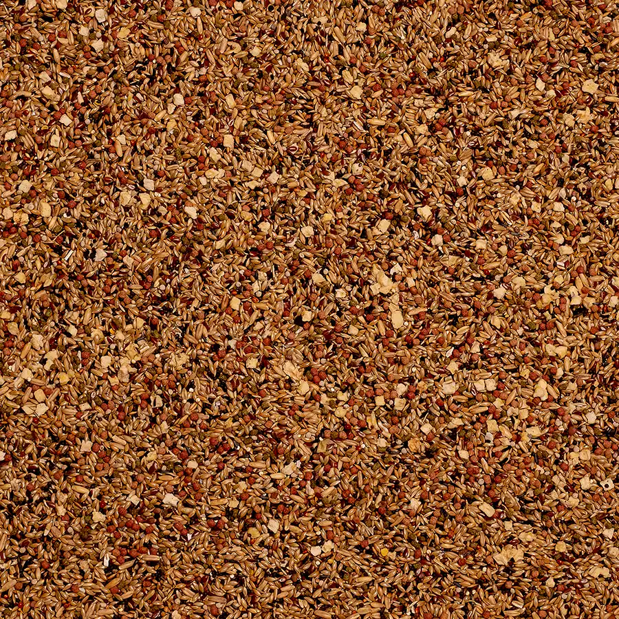 Birdelicious Kanarie