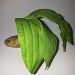 Silkesväxter