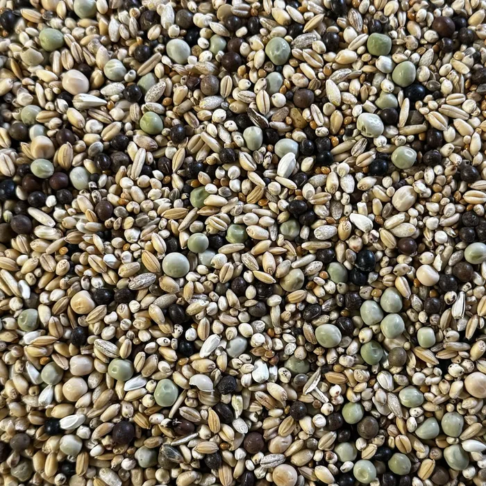 Denna duvblaningen innehåller ärtor och fröer men ingen majs. Väldigt fin att gro med och passar till mindre duvor.