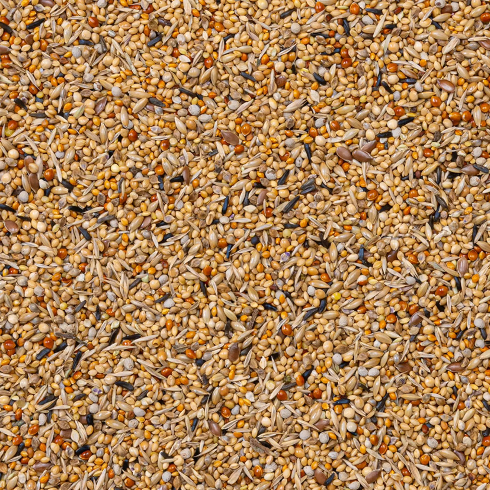 43 - Afrikanska Finkar Supreme