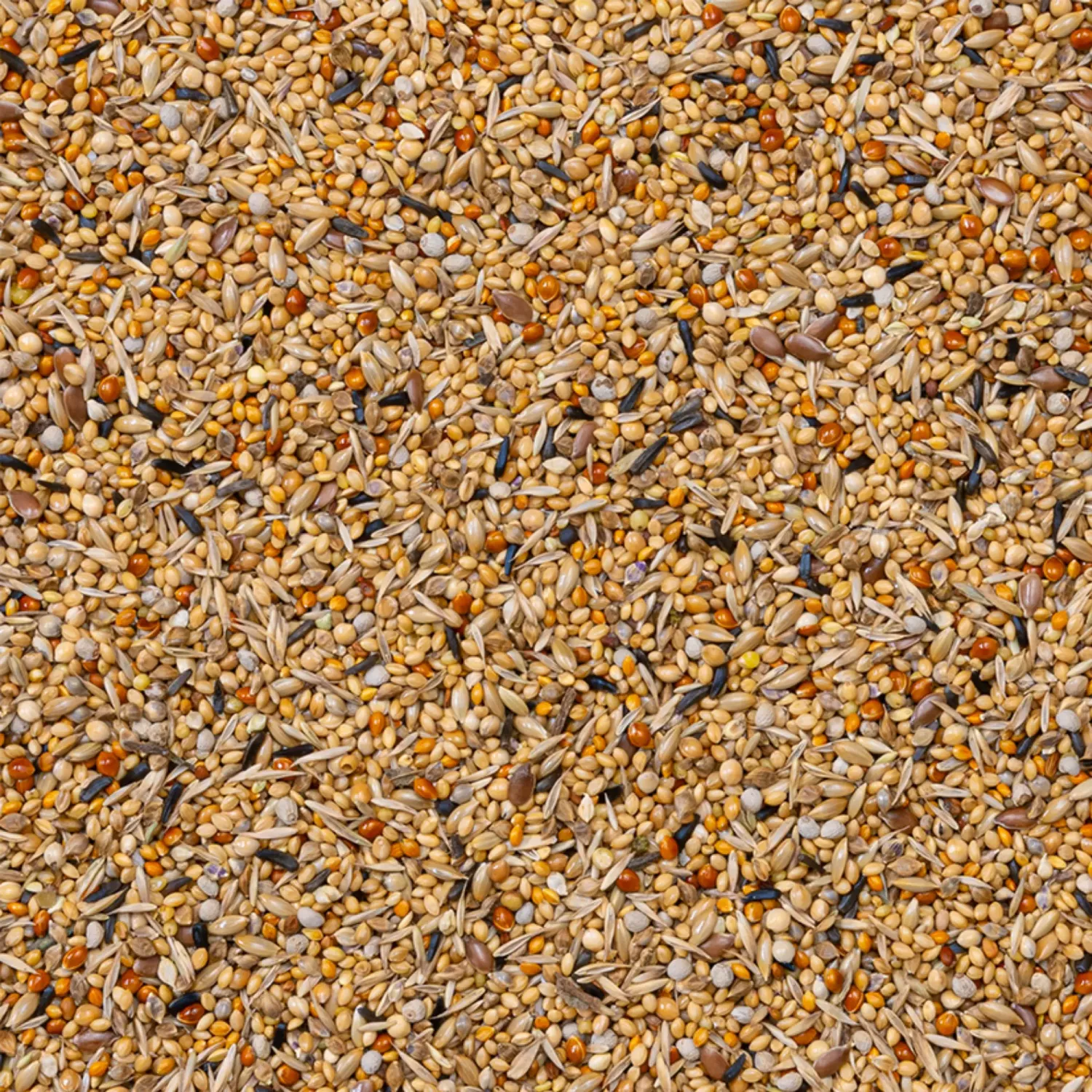 43 - Afrikanska Finkar Supreme