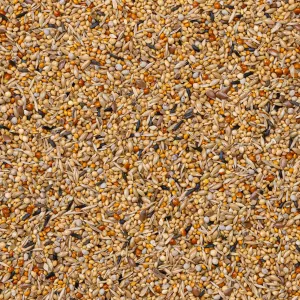 43 - Afrikanska Finkar Supreme