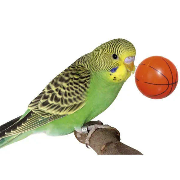 Basketboll till fåglar