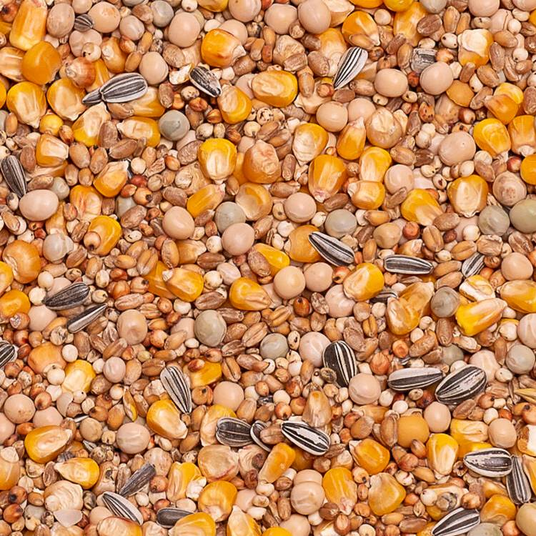 Beyers Basic Racing 25kg