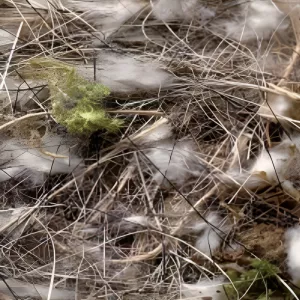 Bomaterial djurhår, växtfiber och mossa - 500 g