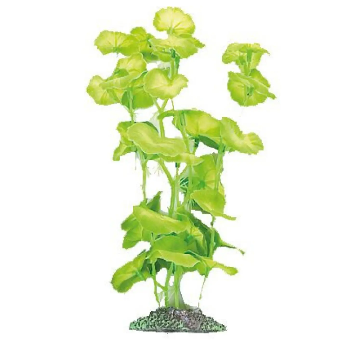 Dekoration växt Brasil no. 5