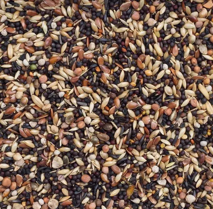 99 - Brittiska finkar Standard