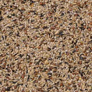 98 - American Siskin