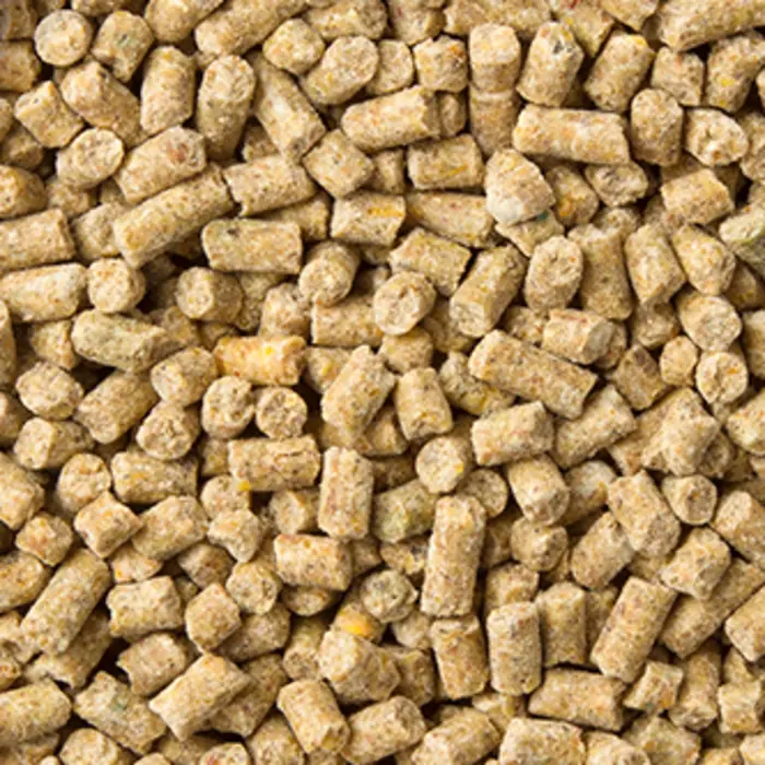 Goldcorn Koopman