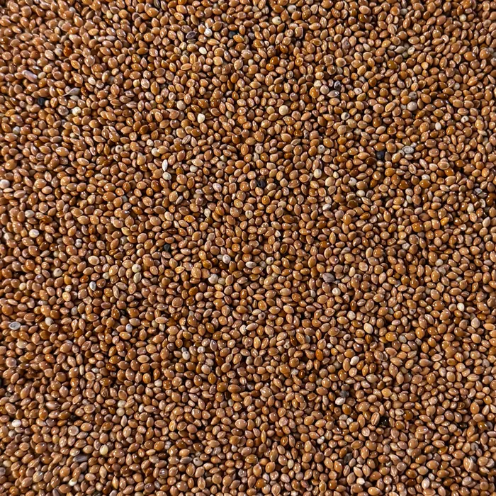 Gul hirs till fåglar som passar för att utfodra en kraftig blandning magrare.