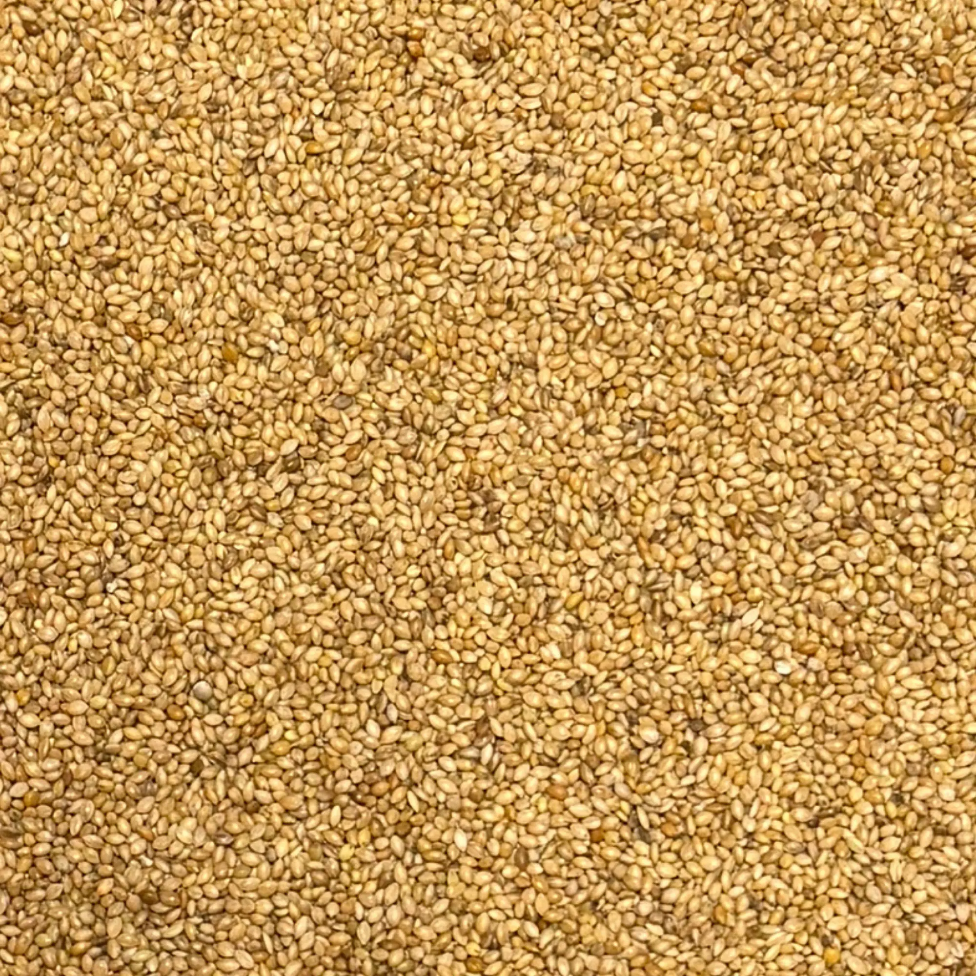 Panicum Gul