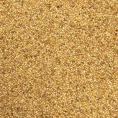 Panicum Gul
