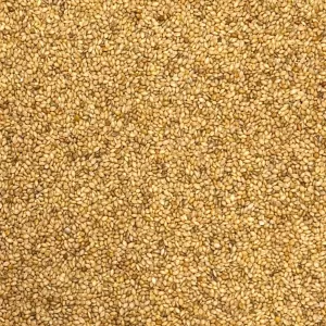 Panicum Gul