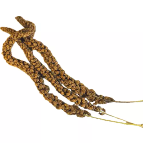 Gula hirskolvar