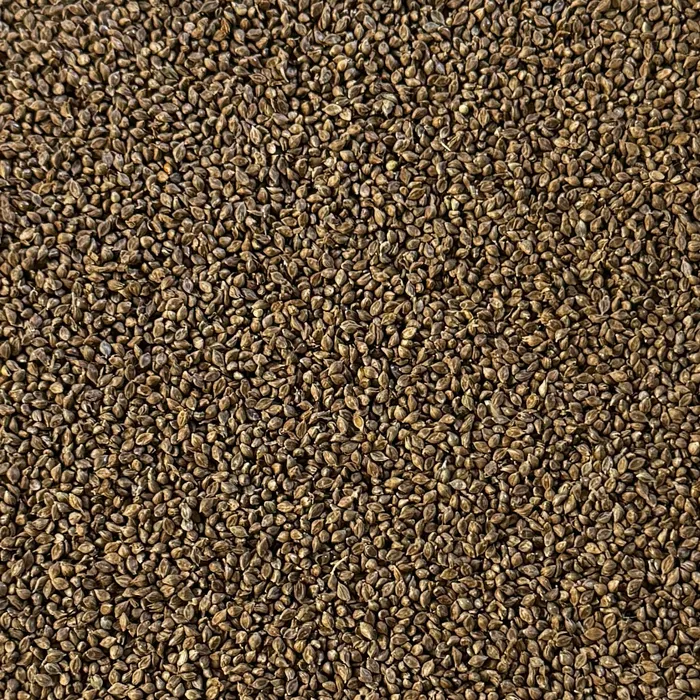 Japanhirs till fåglar som går bra att gro. De är grå/vita och är väldigt bra till fåglar under häkning.