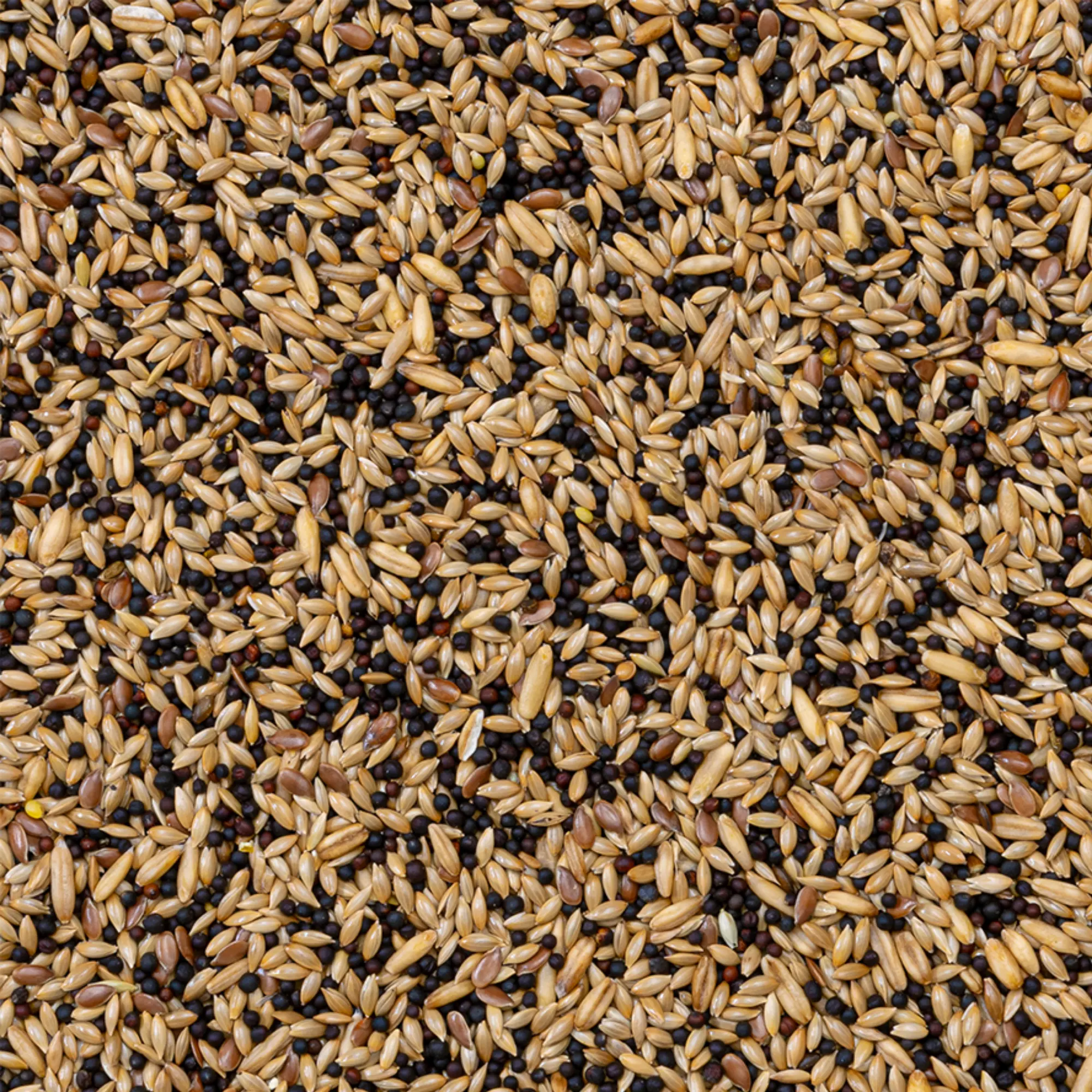 50 - Kanarieblandning Standard