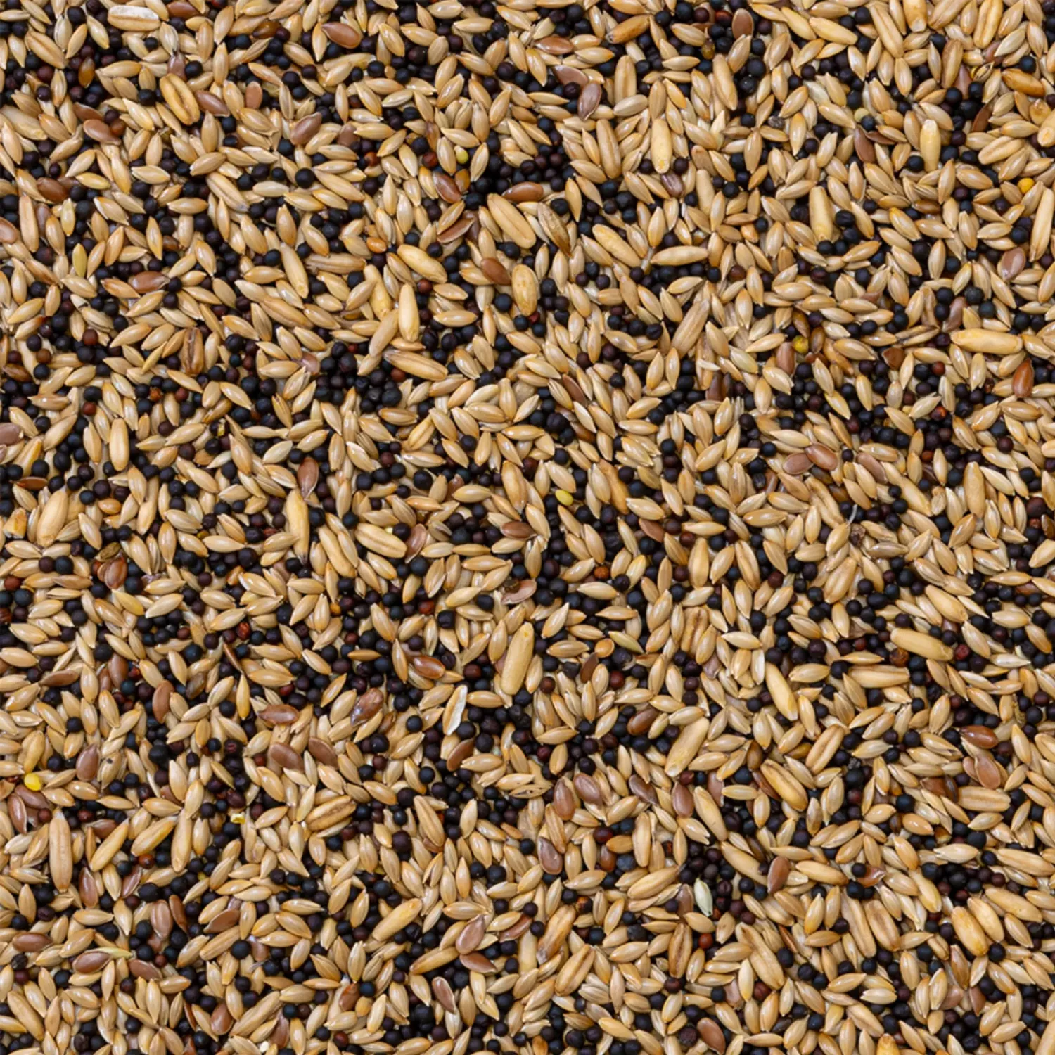 50 - Kanarieblandning Standard