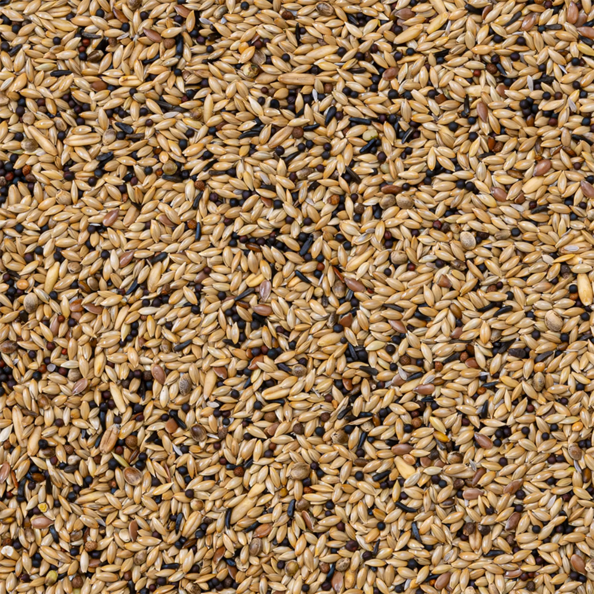 55 - Kanarieblandning Supreme