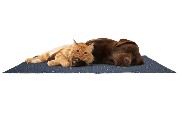 Kyldyna för hund och katt att hålla sig svala