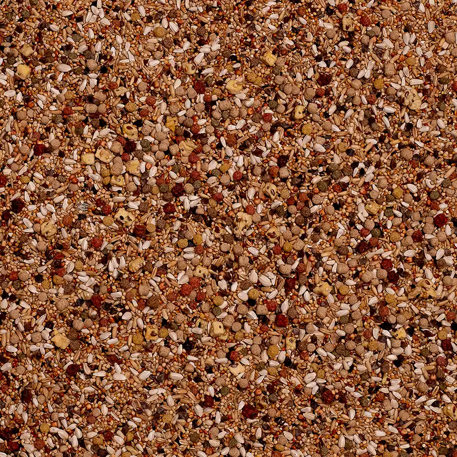 Birdelicious Agapornis